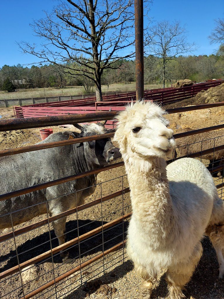 Hochatown Petting Zoo